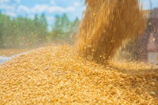 素材摄影：iStock-534941441.jpg 在 instagram stile 上近距离倒入玉米小麦